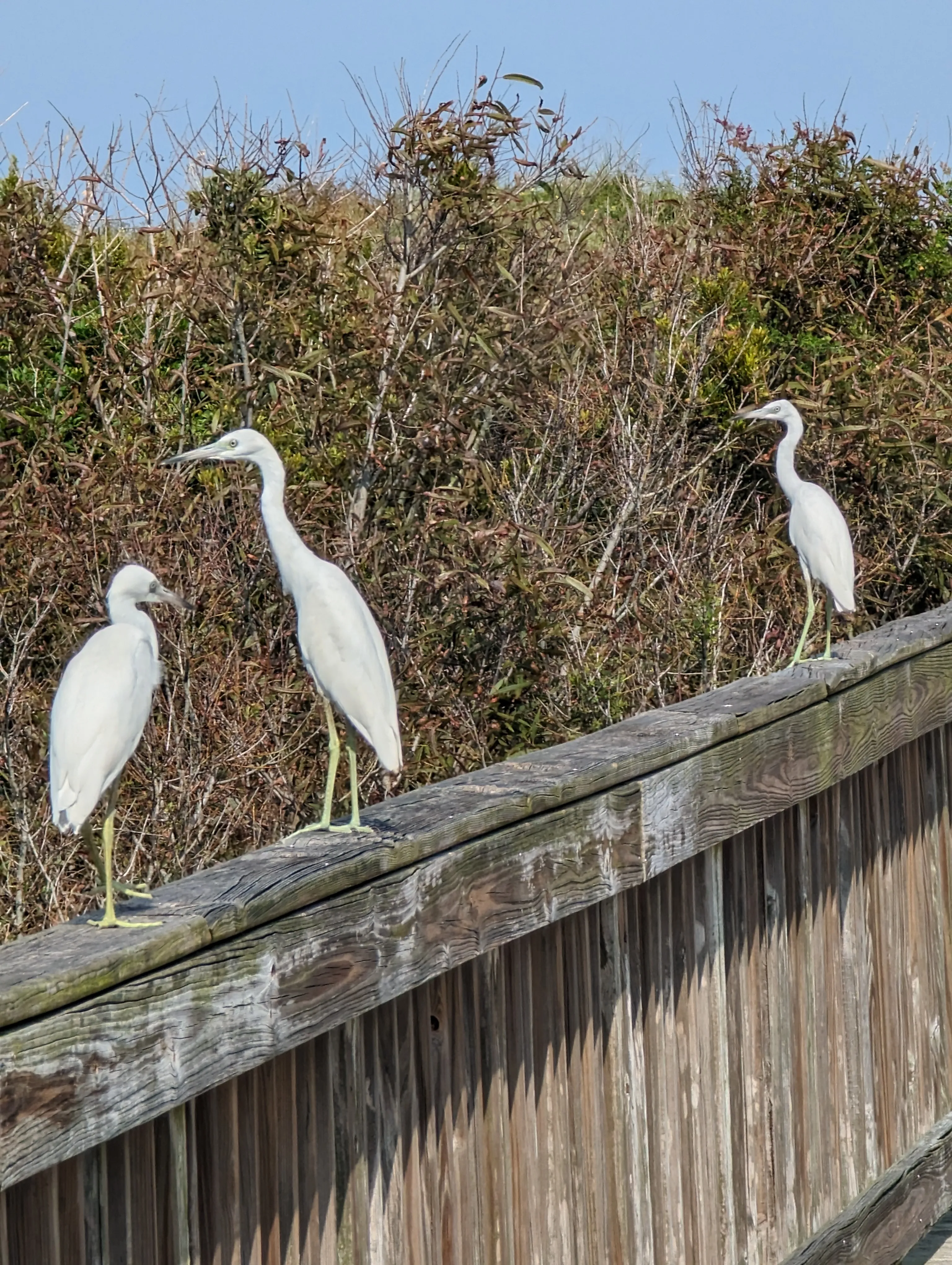 Birds