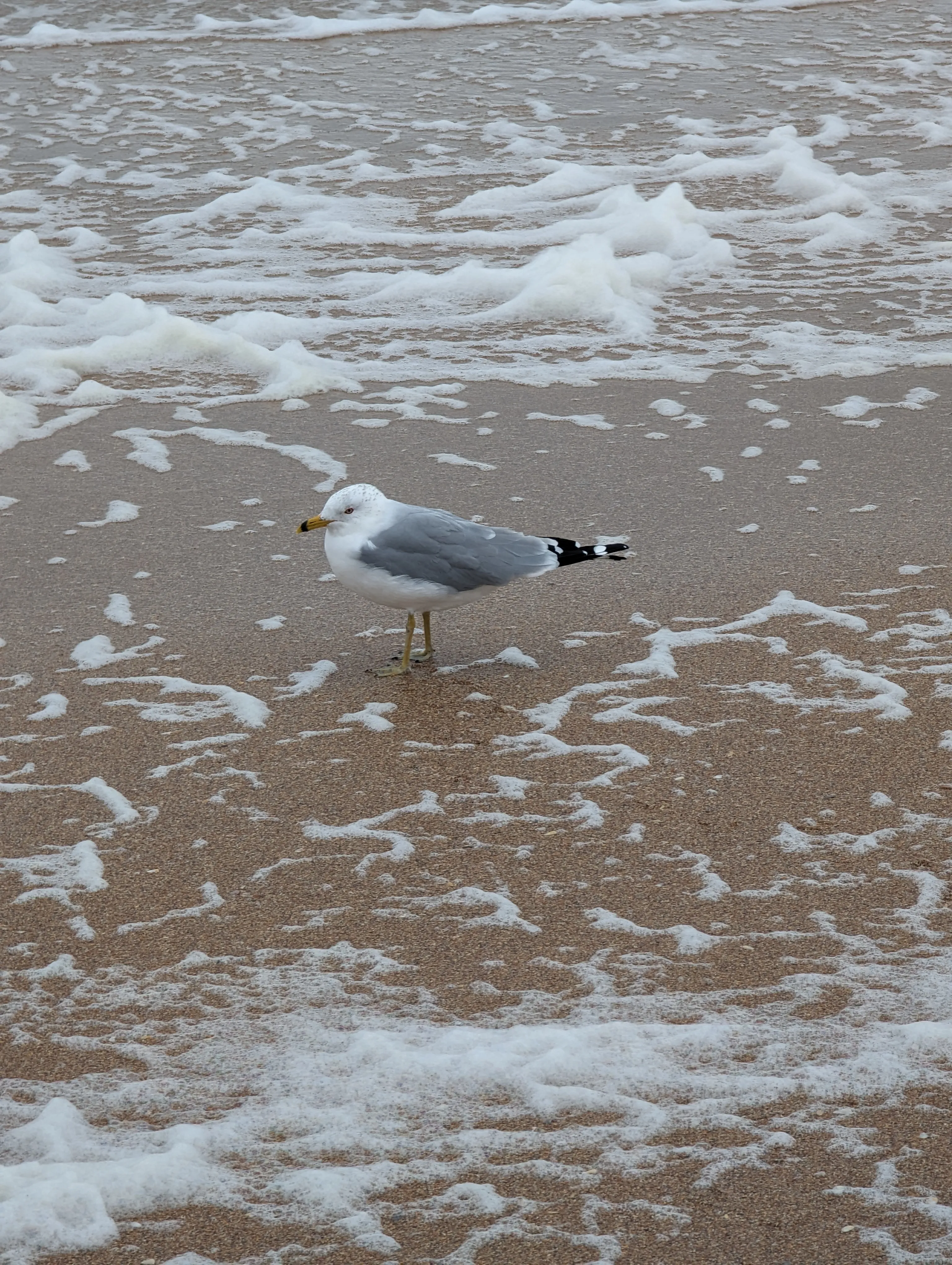 Bird In The Seashore